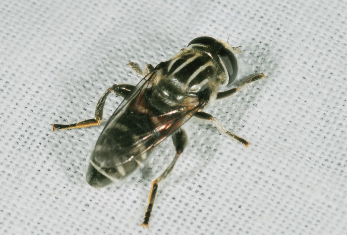 Merodon sp.
